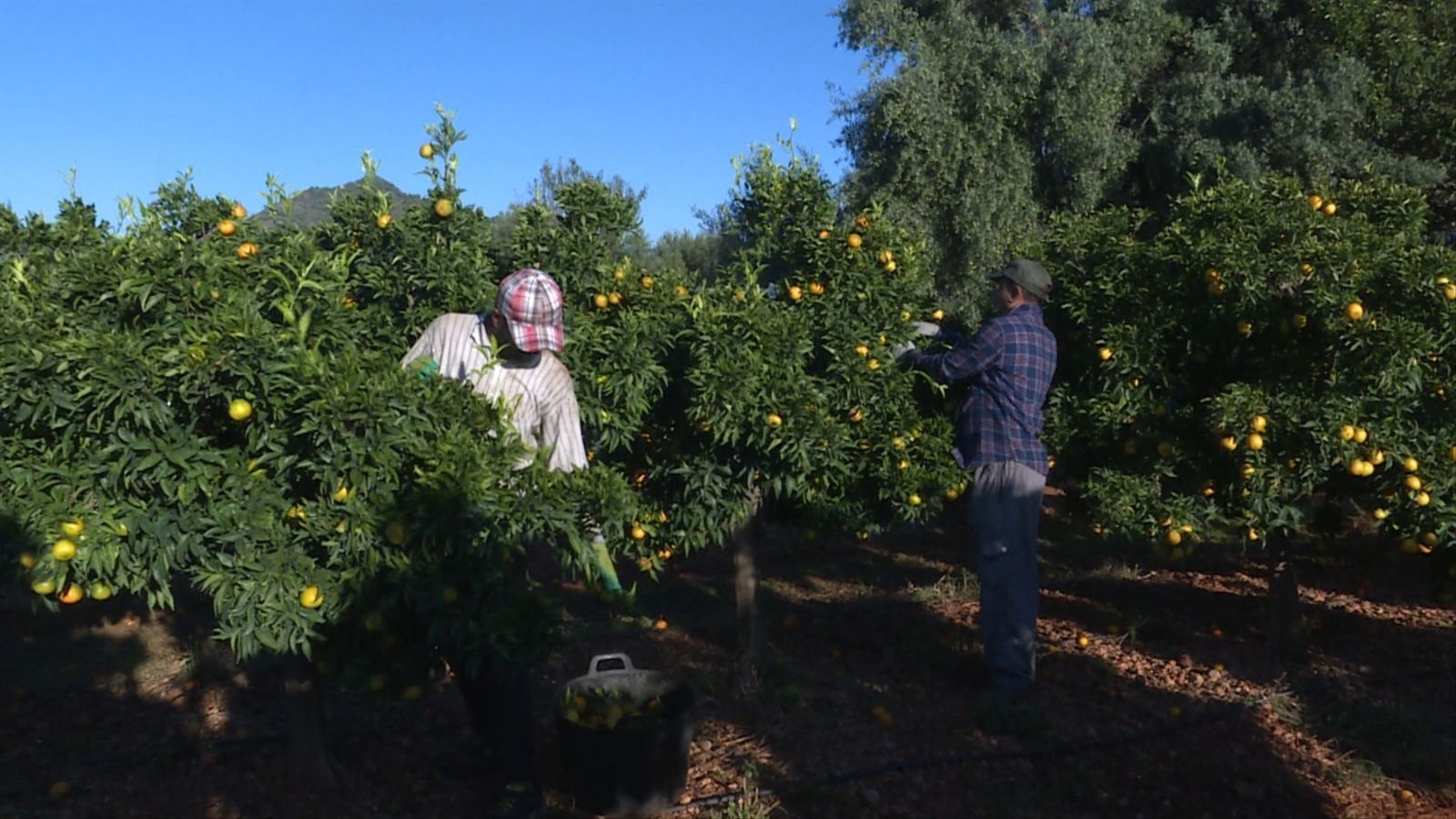Treballadors collint cítrics a Betxí, en arxiu