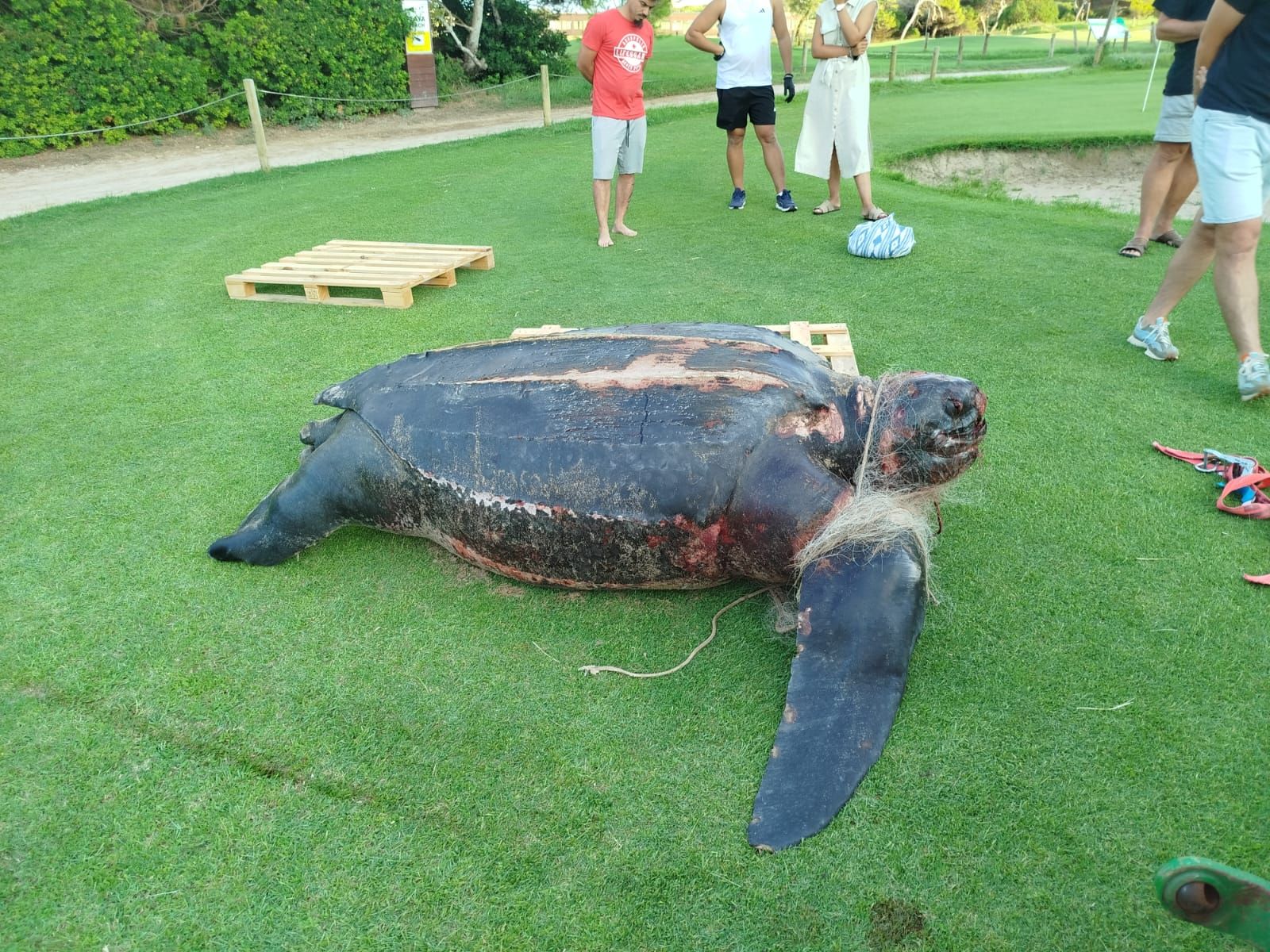Exemplar sense vida de tortuga llaüt