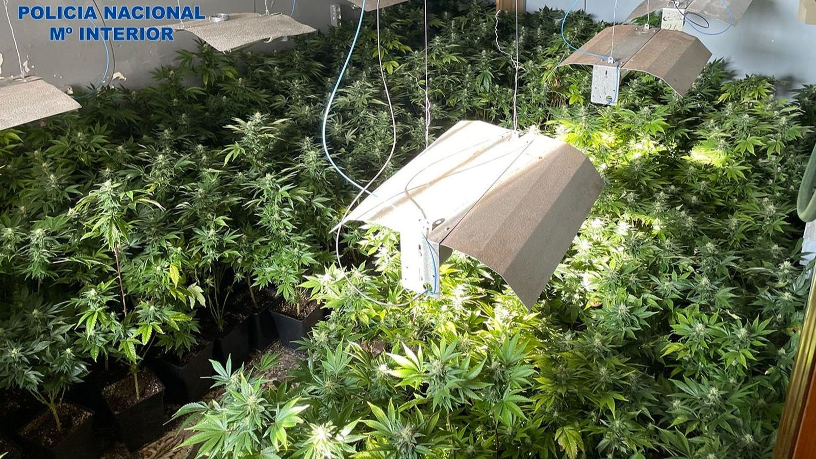 Plantes de marihuana que cultivava el grup criminal desarticulat a Alzira