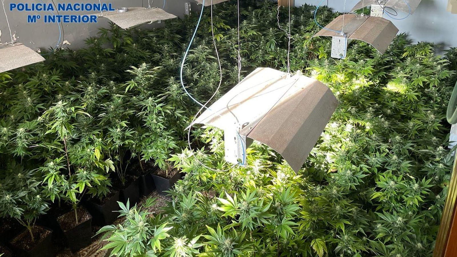 Plantes de marihuana que cultivava el grup criminal desarticulat a Alzira Plantes de marihuana que cultivava el grup criminal desarticulat a Alzira