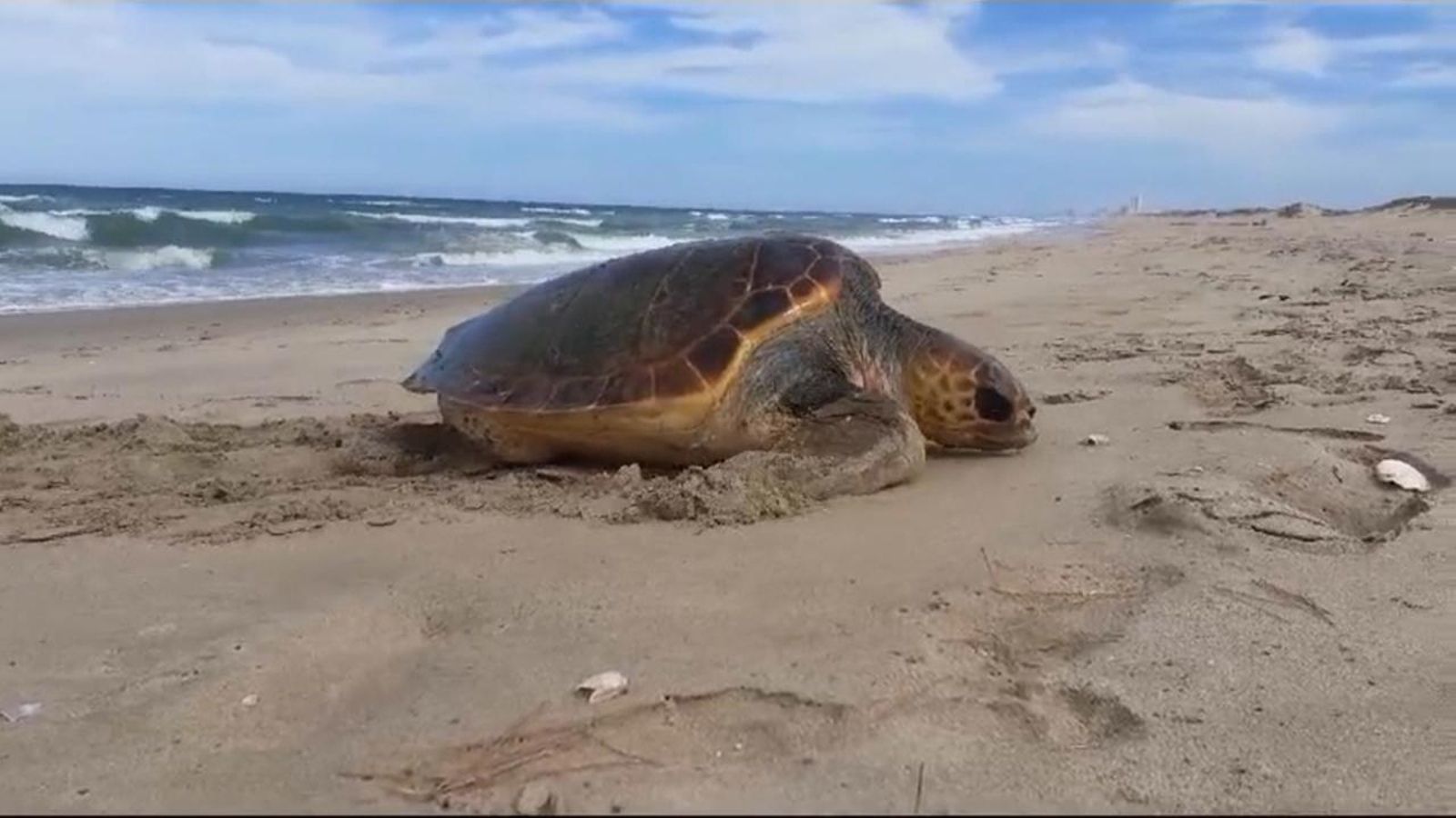 Una tortuga ix de l'aigua per a desovar en una platja valenciana