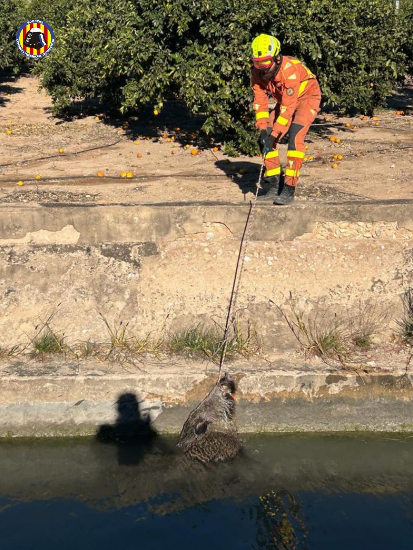 Rescat d'un porc senglar a Tavernes de la Valldigna