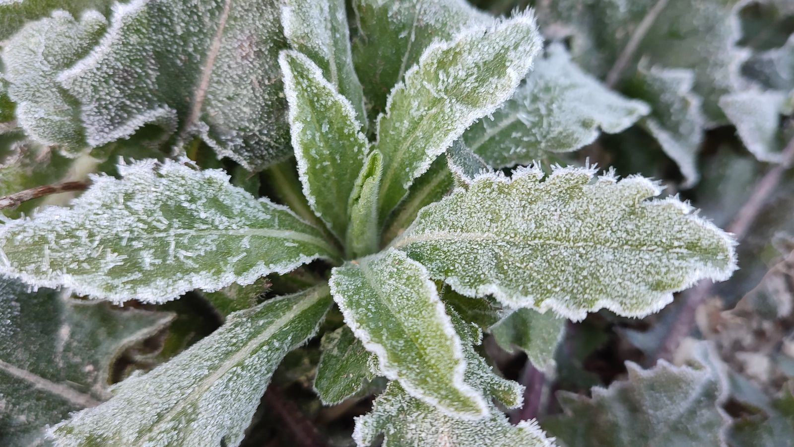 4 ISMAEL SEMPERE, Alfafara, el Comtat