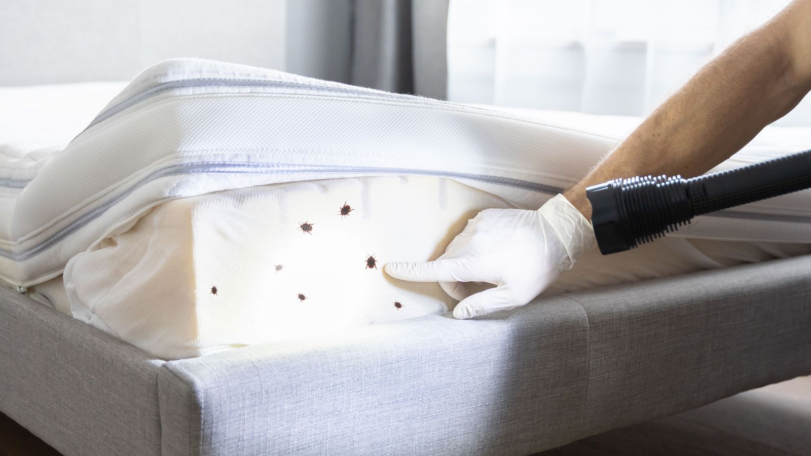 Imatge de recurs de xinxes de llit