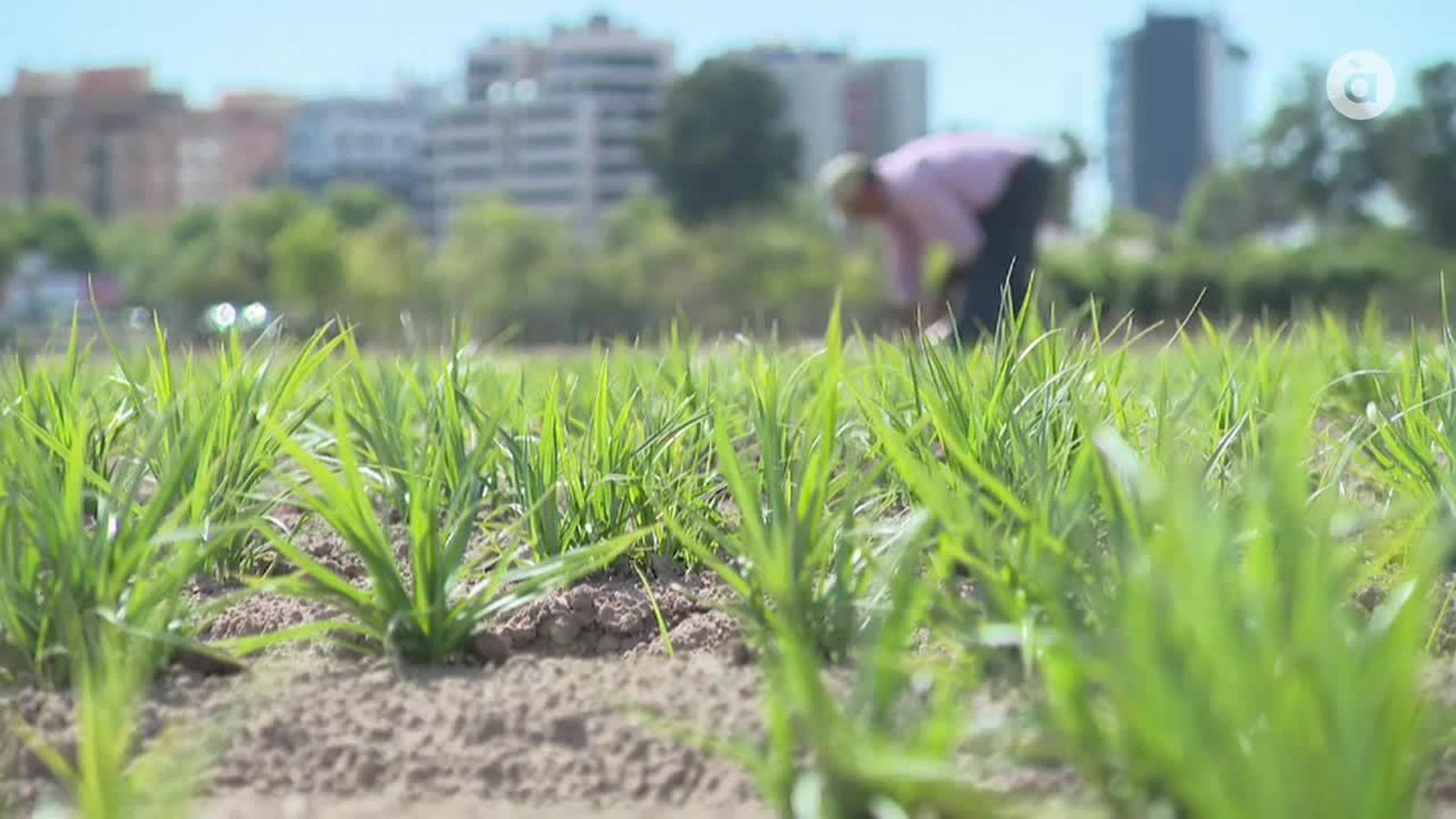 VTR CONSELL HORTA.mp4