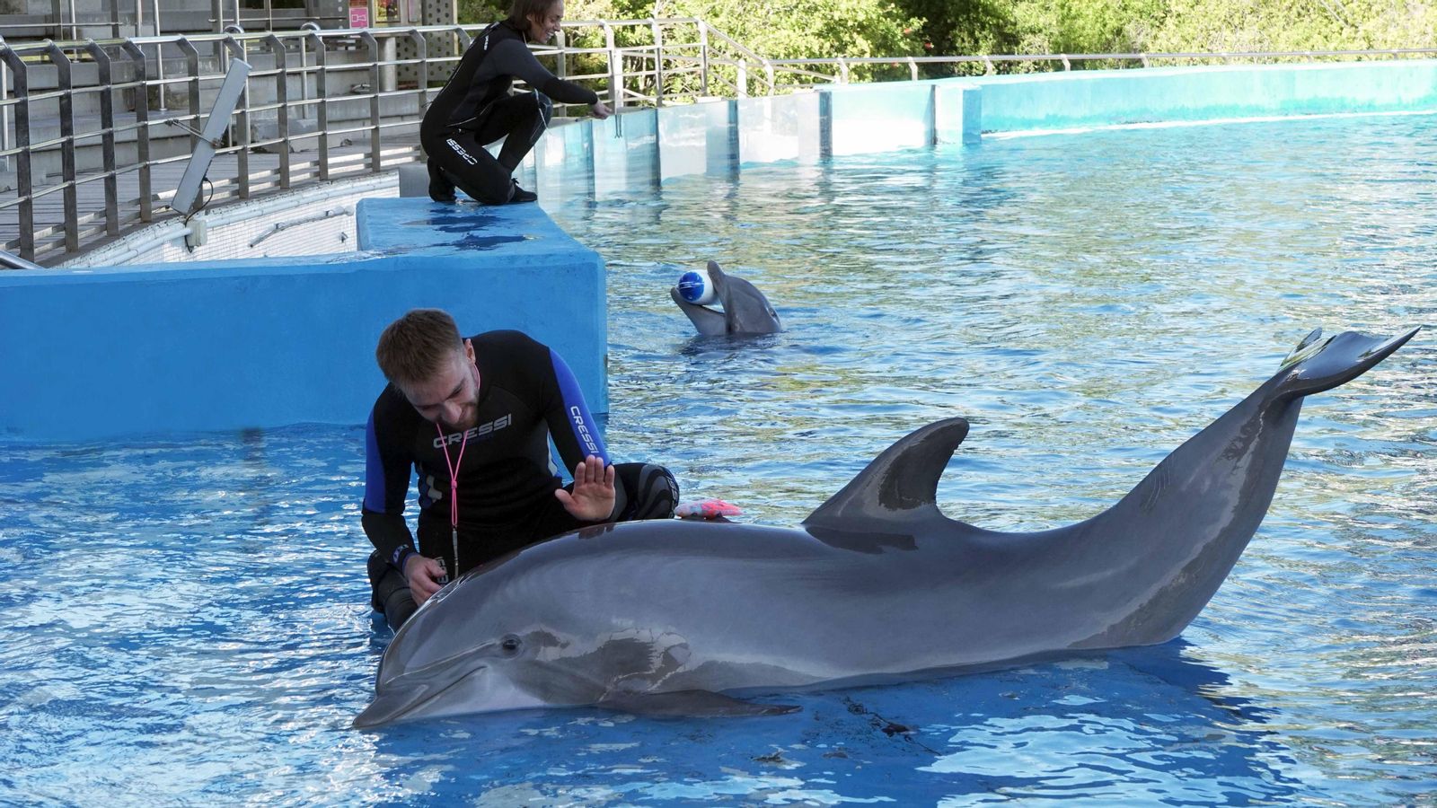 Dofins amb els seus cuidadors a l'Oceanogràfic de València Dofins amb els seus cuidadors en l'Oceanogràfic de València