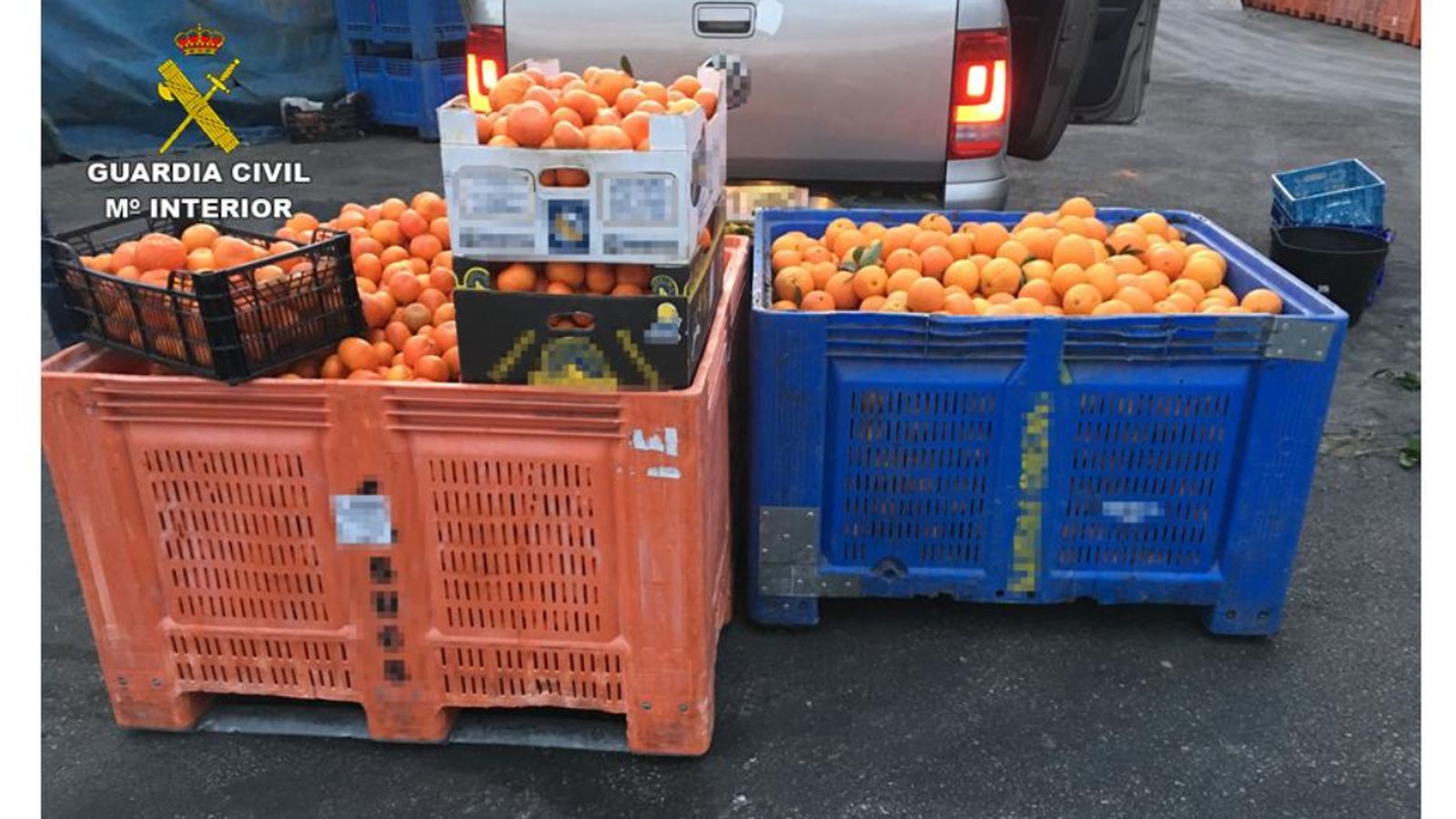 Imputades 58 persones a Calp per falsificar taronges de procedència irregular