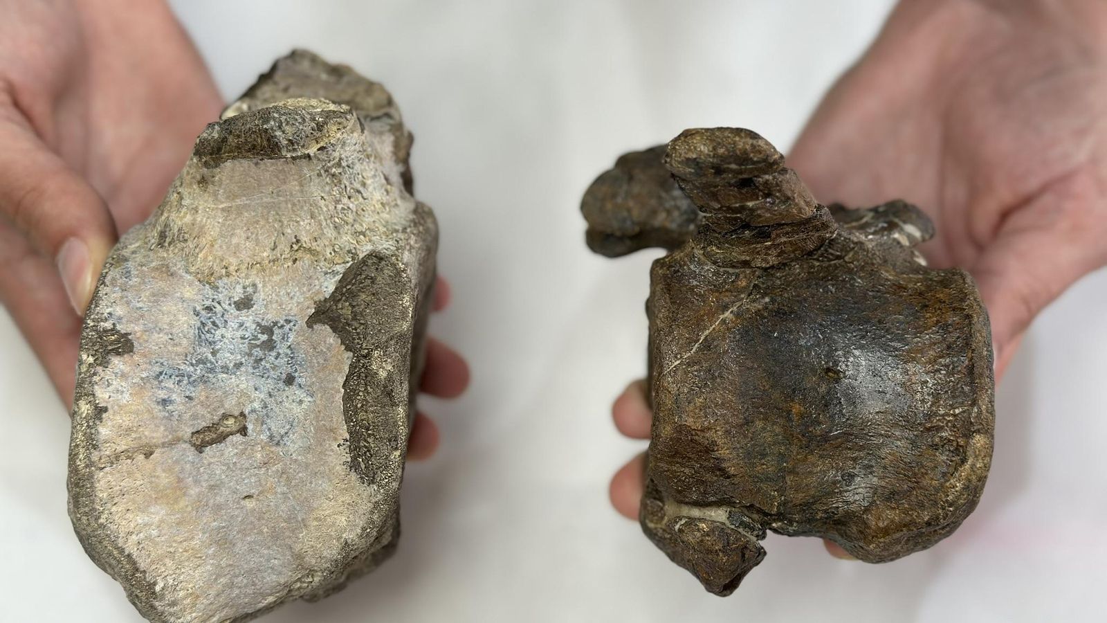 Nous fòssils de dinosaures herbívors en jaciments de Terol i València