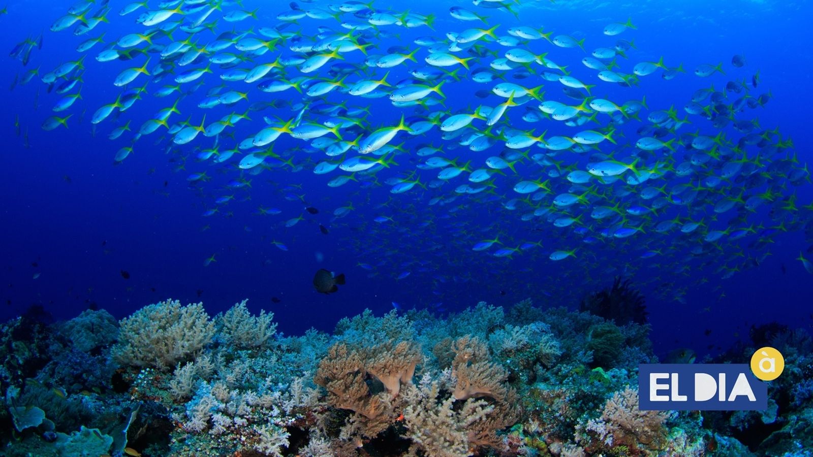 2021-05-12 | 'Ciència': la biodiversitat dels oceans