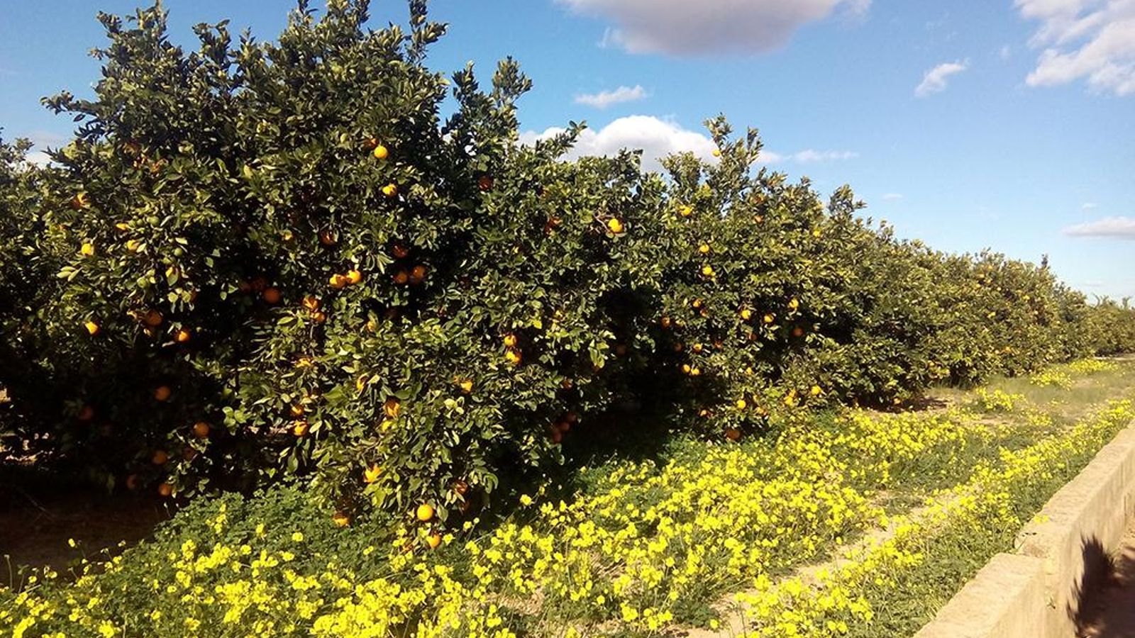 Imatge d'arxiu d'un camp de tarongers