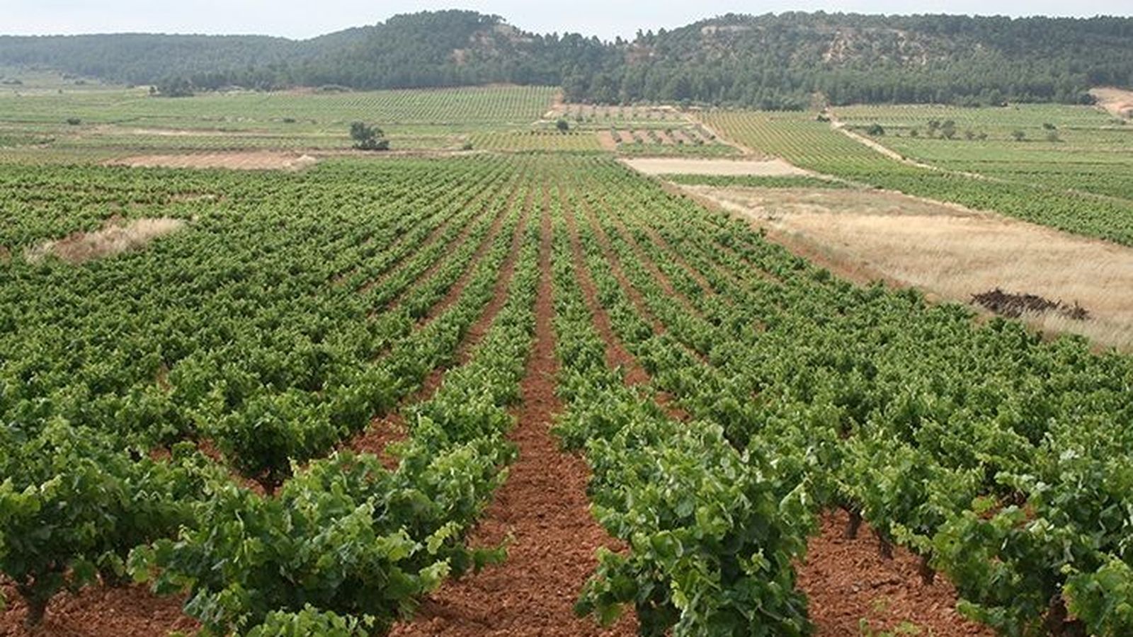 Un camp de ceps de cava de Requena, en una imatge d'arxiu