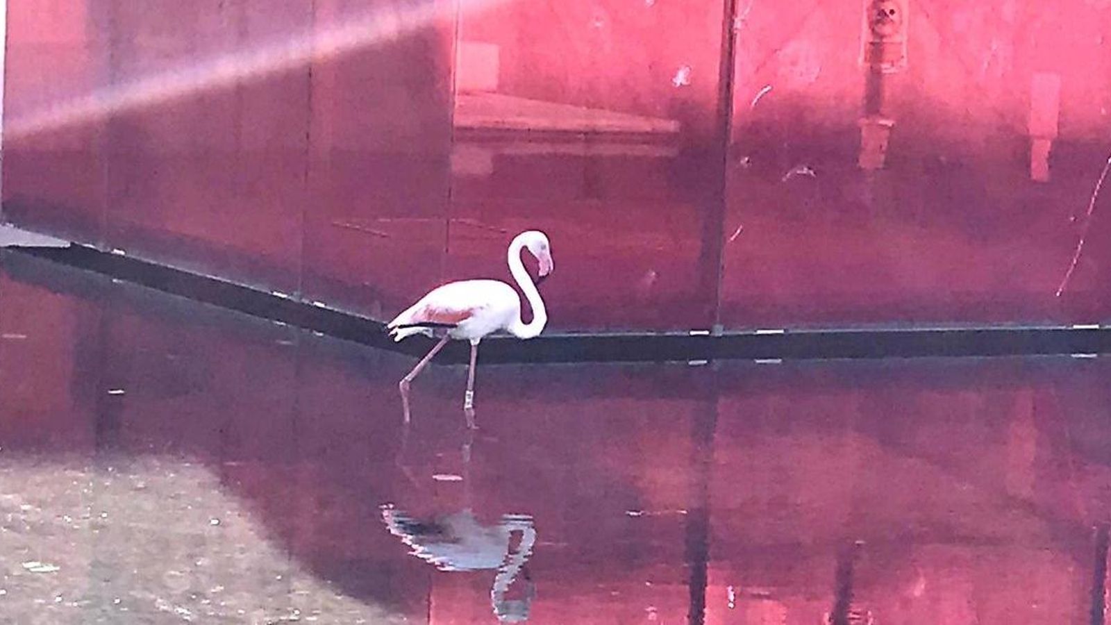 Un flamenc es passeja de nit pels carrers d\'Elx