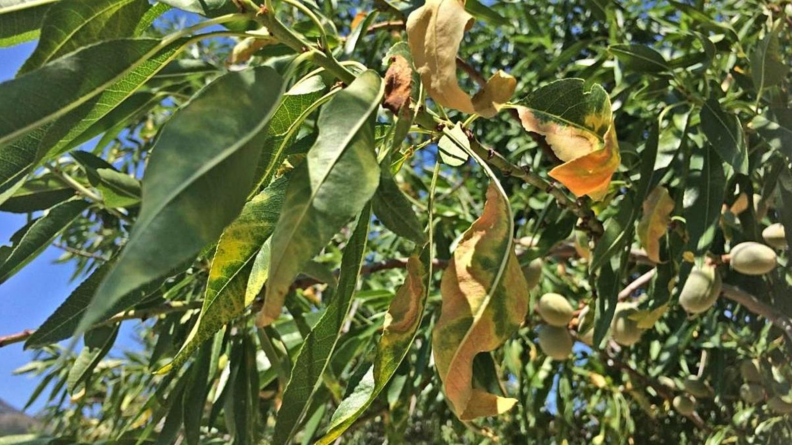 En imatge, el primer ametler del Castell de Guadalest (Marina Baixa) on es van detectar símptomes de xilel·la