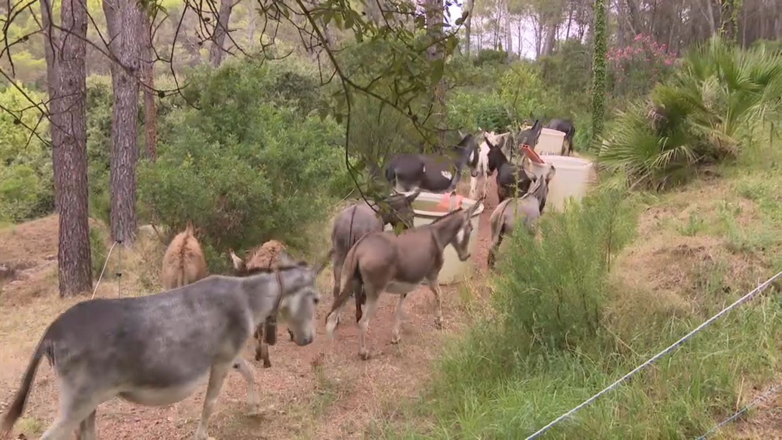 Rucs en el Desert de les Palmes