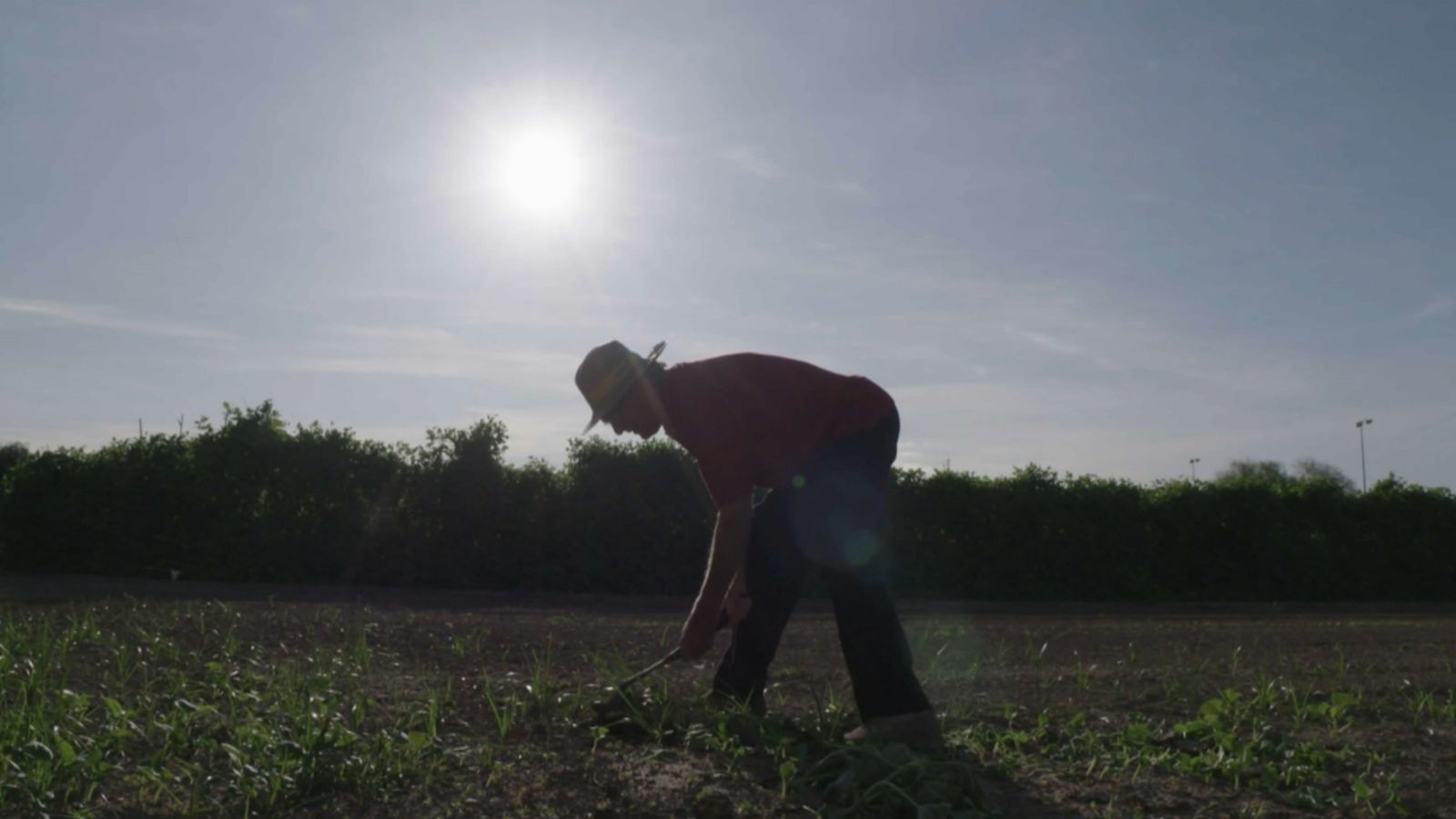 Un llaurador treballa al camp sota la calor del sol