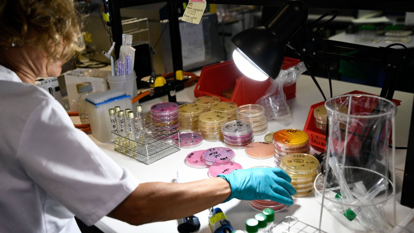 Una investigadora treballa al Laboratori Regional de Salut Pública de la Comunitat de Madrid