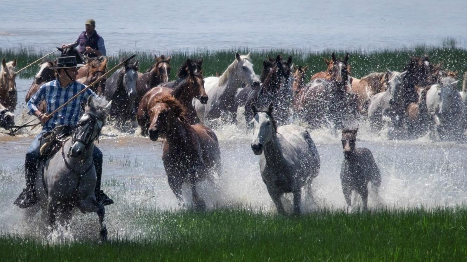 La tradicional "Treta d'Egües" als marenys de Doñana en la II Fira d'Ecoturisme Doñana Natural Life
