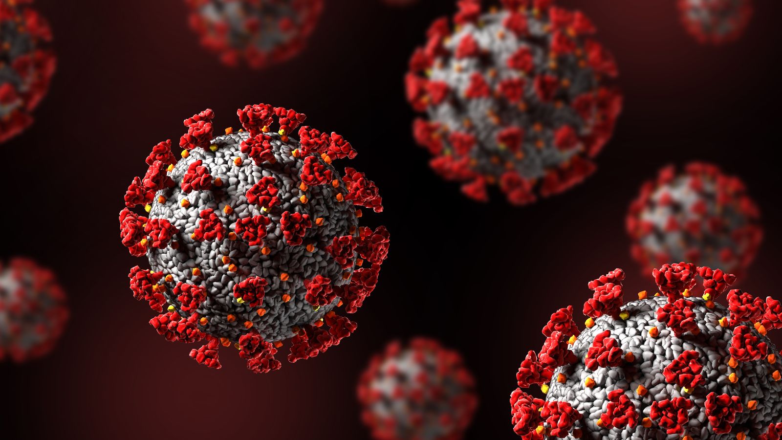L'hantavirus dels Andes