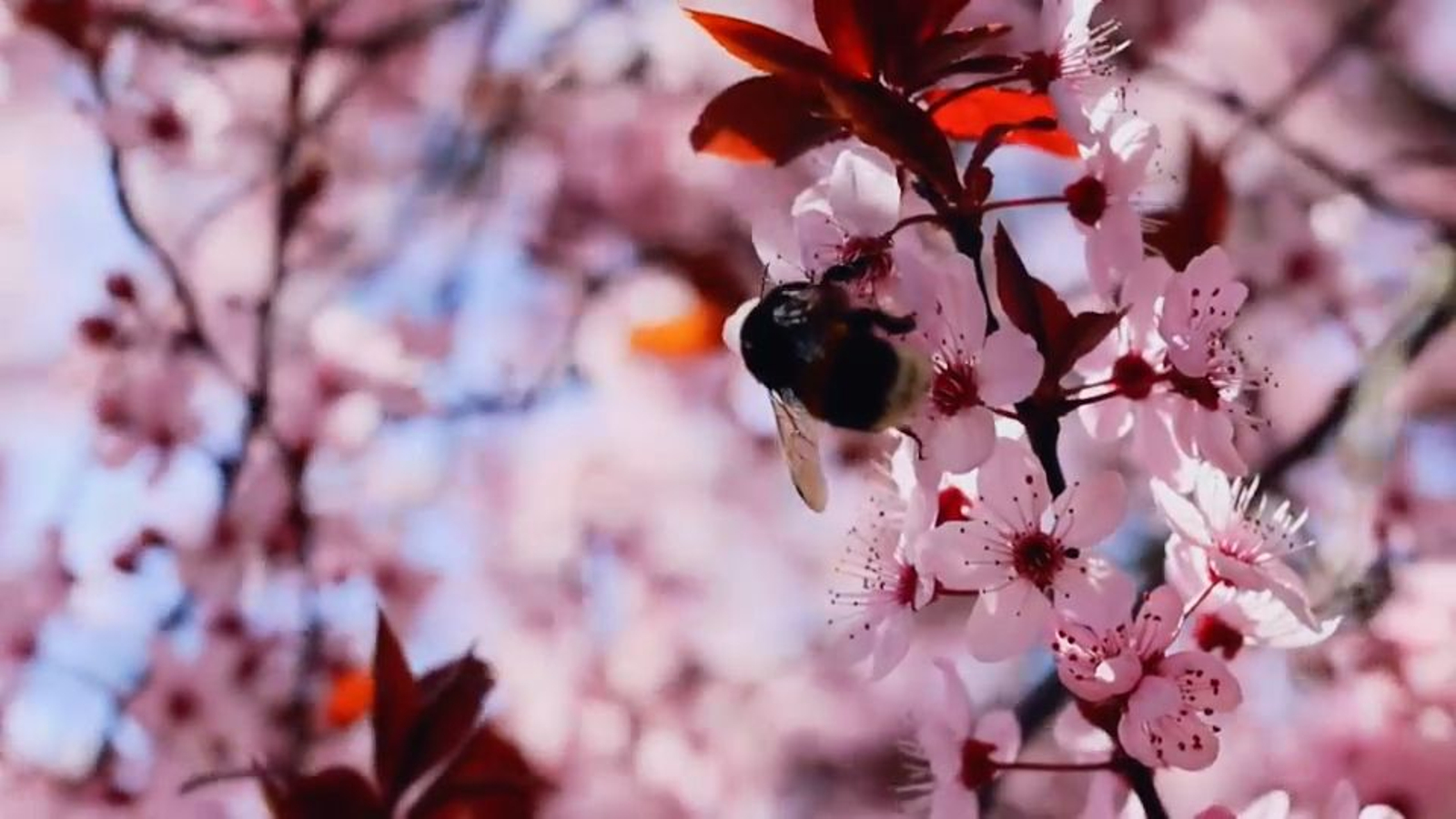 Una abella polinitzant un amet.ler