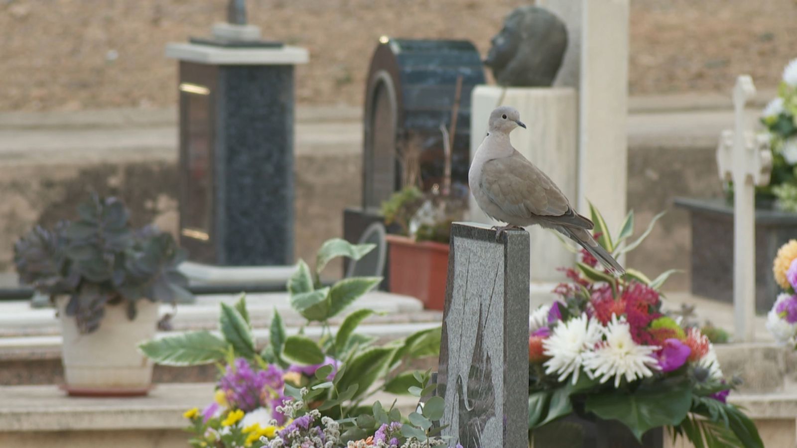 Tradició i recolliment als cementeris valencians