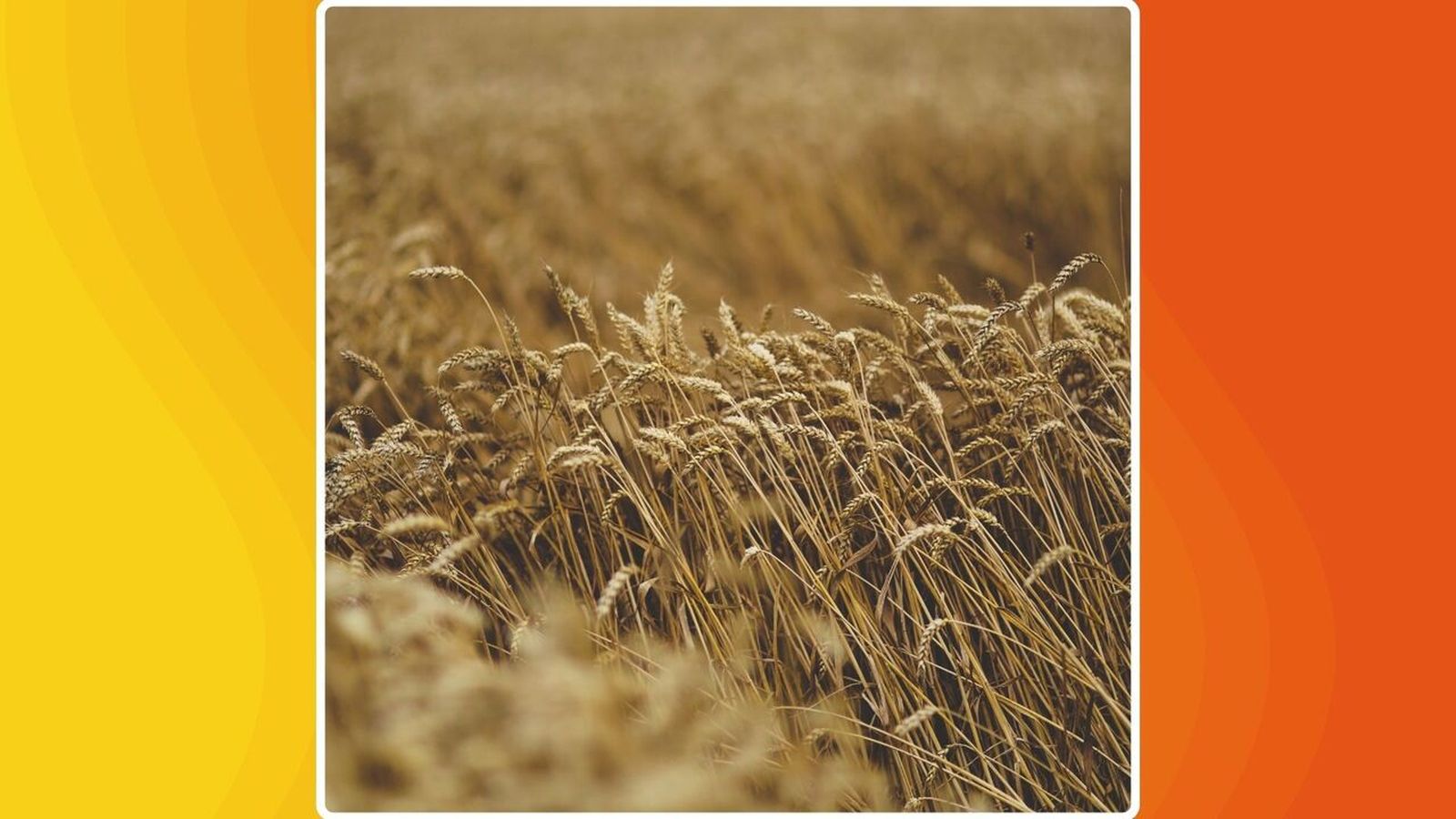 03.03.2026 | "Nutrició", amb Clara Llorens | Beneficis i mites dels cereals integrals