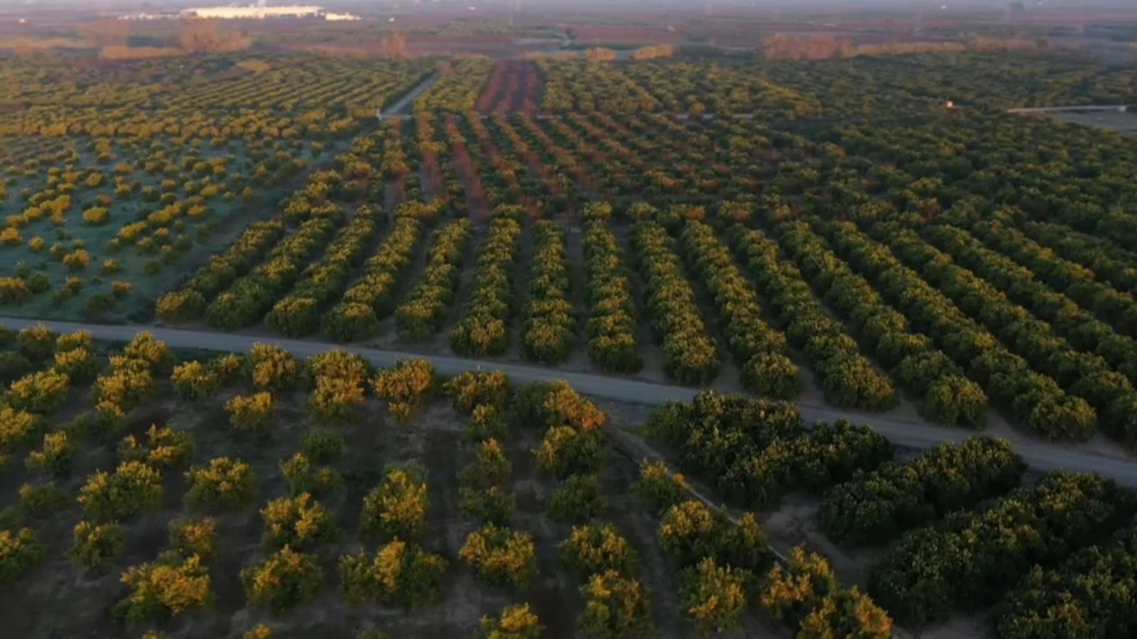 VÍDEO | Incrementen la vigilància als camps de les comarques del nord per l\'augment de robatoris